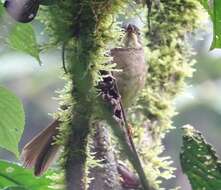 Image of Yellow-whiskered Greenbul