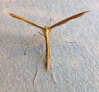 Image de Stenoptilia pterodactyla (Linnaeus 1761)