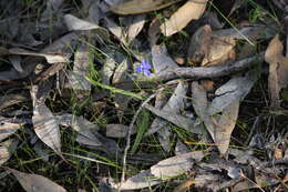 Image of Chamaescilla corymbosa (R. Br.) F. Muell. ex Benth.