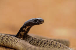 Image of Egyptian Cobra