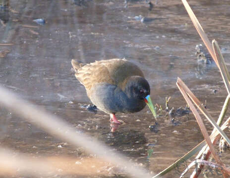 Image of Plumbeous Rail