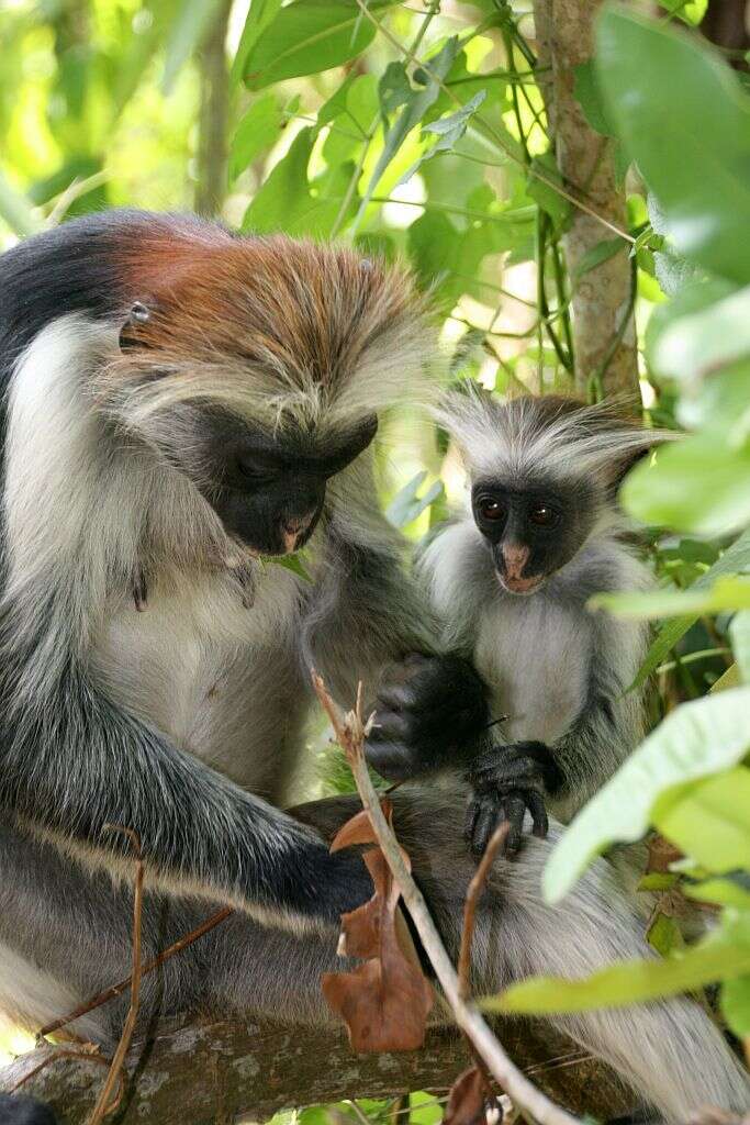 Plancia ëd Piliocolobus kirkii (Gray 1868)