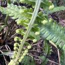 Image of marginal false spleenwort