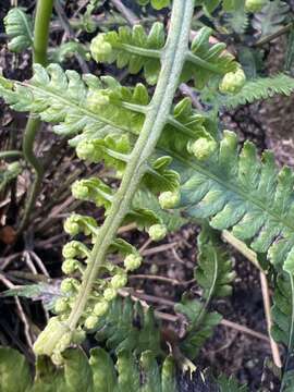 Image of marginal false spleenwort