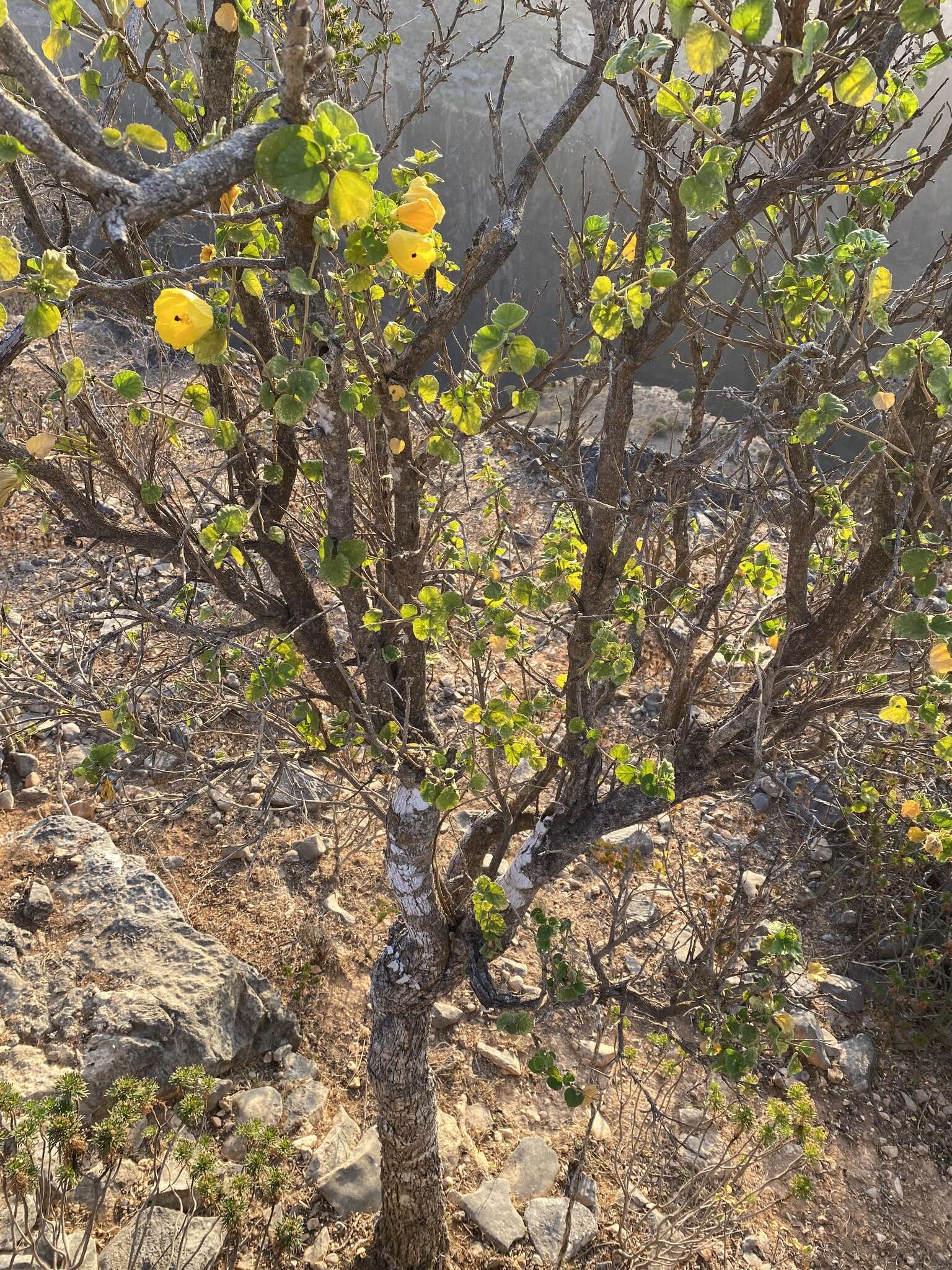 Image of Hibiscus diriffan A. G. Mill.