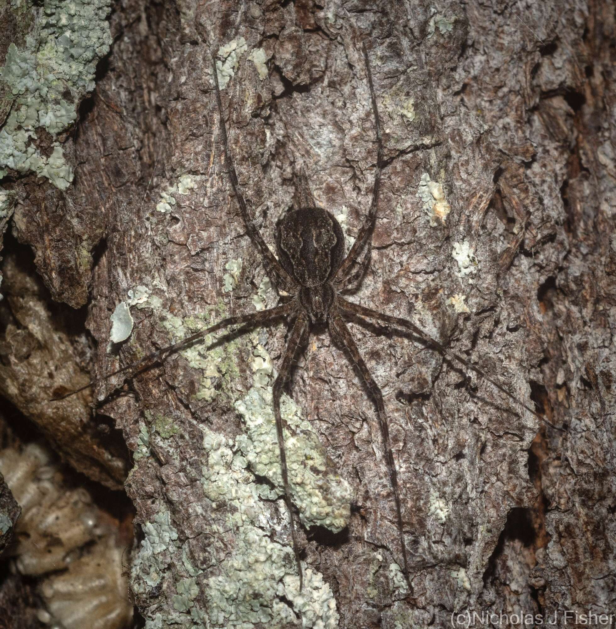 Image of Tamopsis fickerti (L. Koch 1876)