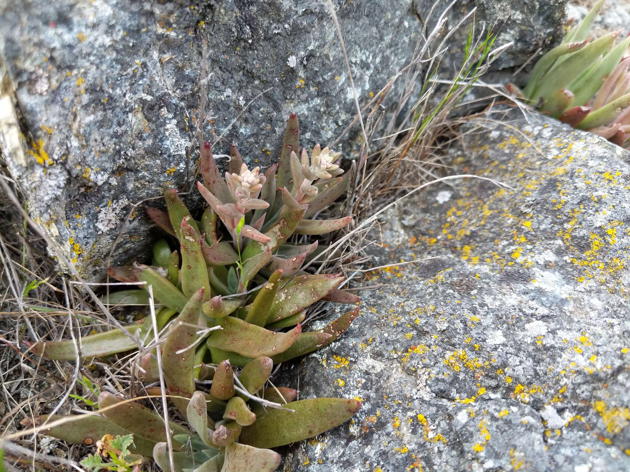 Imagem de Dudleya abramsii subsp. setchellii (Jeps.) Moran