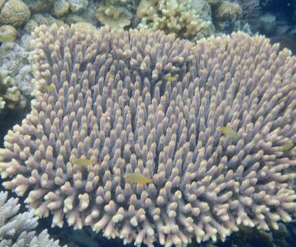 Image of Staghorn coral