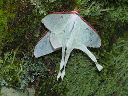 Image of Actias neidhoeferi Ong & Yu 1968