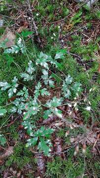 Image de Tiarella trifoliata var. laciniata (Hook.) Wheelock