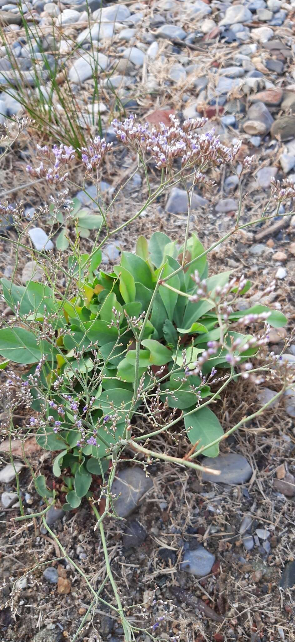 Plancia ëd Limonium narbonense Miller