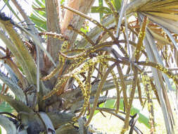 Image of doum palm