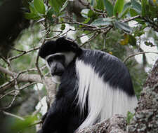 Image of Colobus guereza kikuyuensis Lönnberg 1912