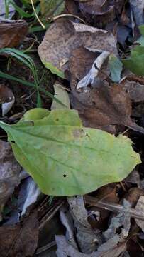 Asteridae resmi