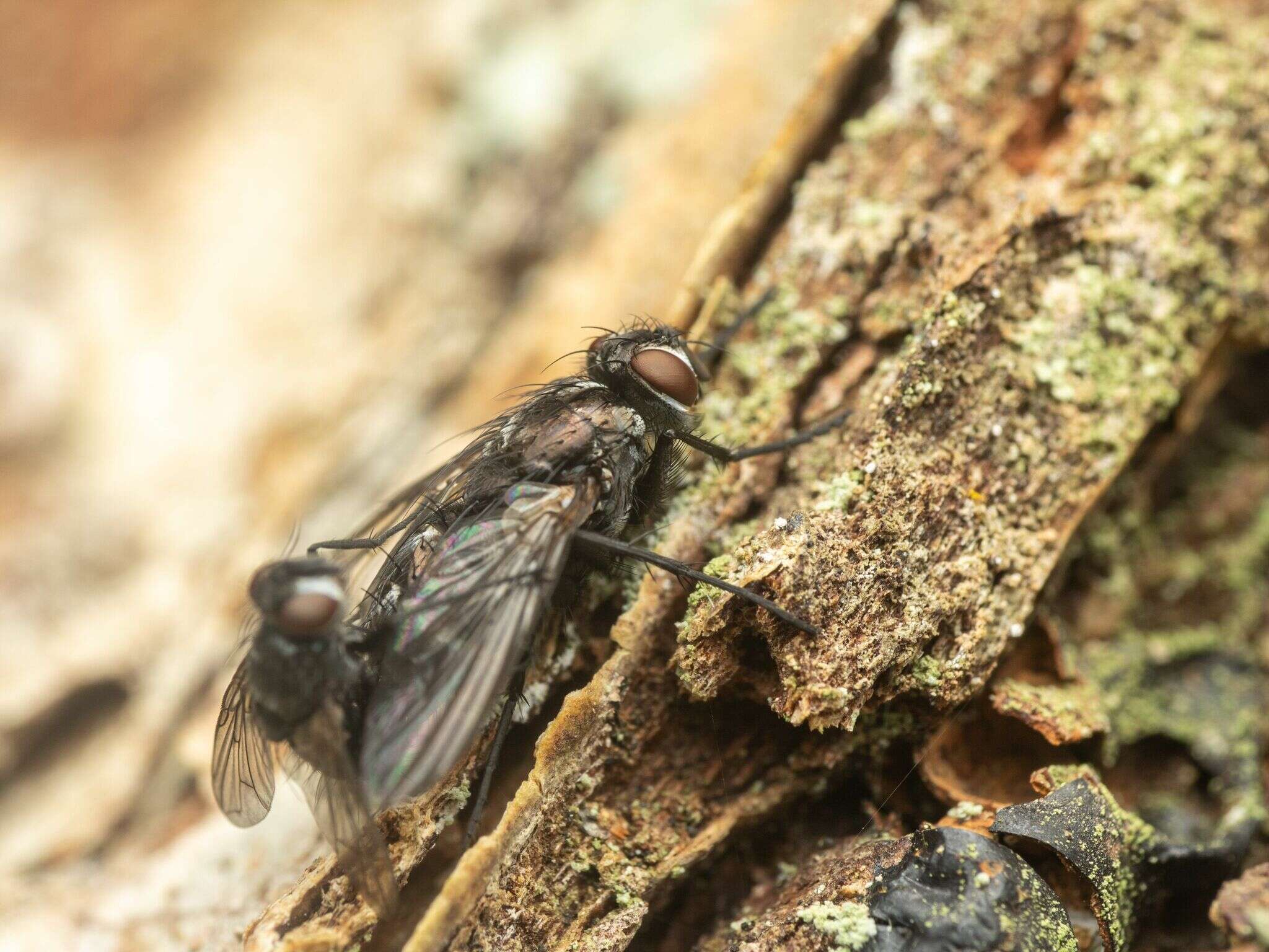 صورة Admontia degeerioides (Coquillett 1895)