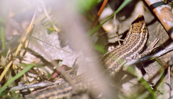 Image of Iberian Wall Lizard