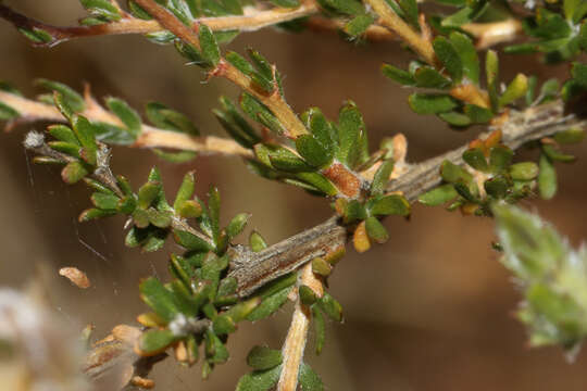 Слика од Aspalathus tridentata subsp. staurantha (Eckl. & Zeyh.) R. Dahlgren