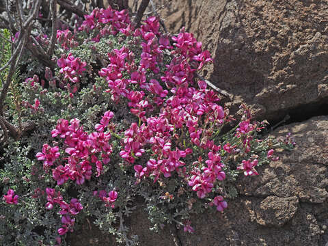 Image of Indigofera burchellii DC.