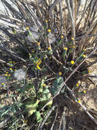 Image of Mojave ragwort