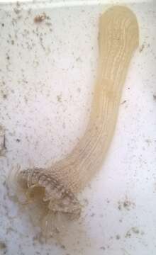 Image of collared sand anemone