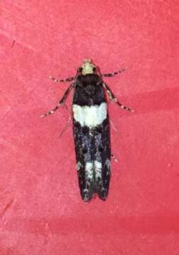 Image of Recurvaria