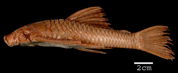 269.77659 ancistrus stigmaticus jpg.580x360