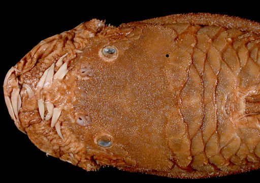 269.77659 ancistrus stigmaticus lt dor jpg.580x360