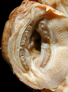 269.77659 ancistrus stigmaticus lt mouth jpg.580x360