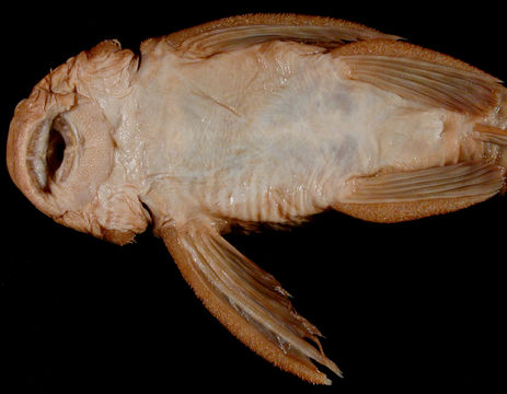 Image of <i>Ancistrus stigmaticus</i> Eigenmann & Eigenmann 1889