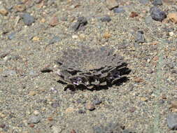 Image of Viola tectiflora W. Becker