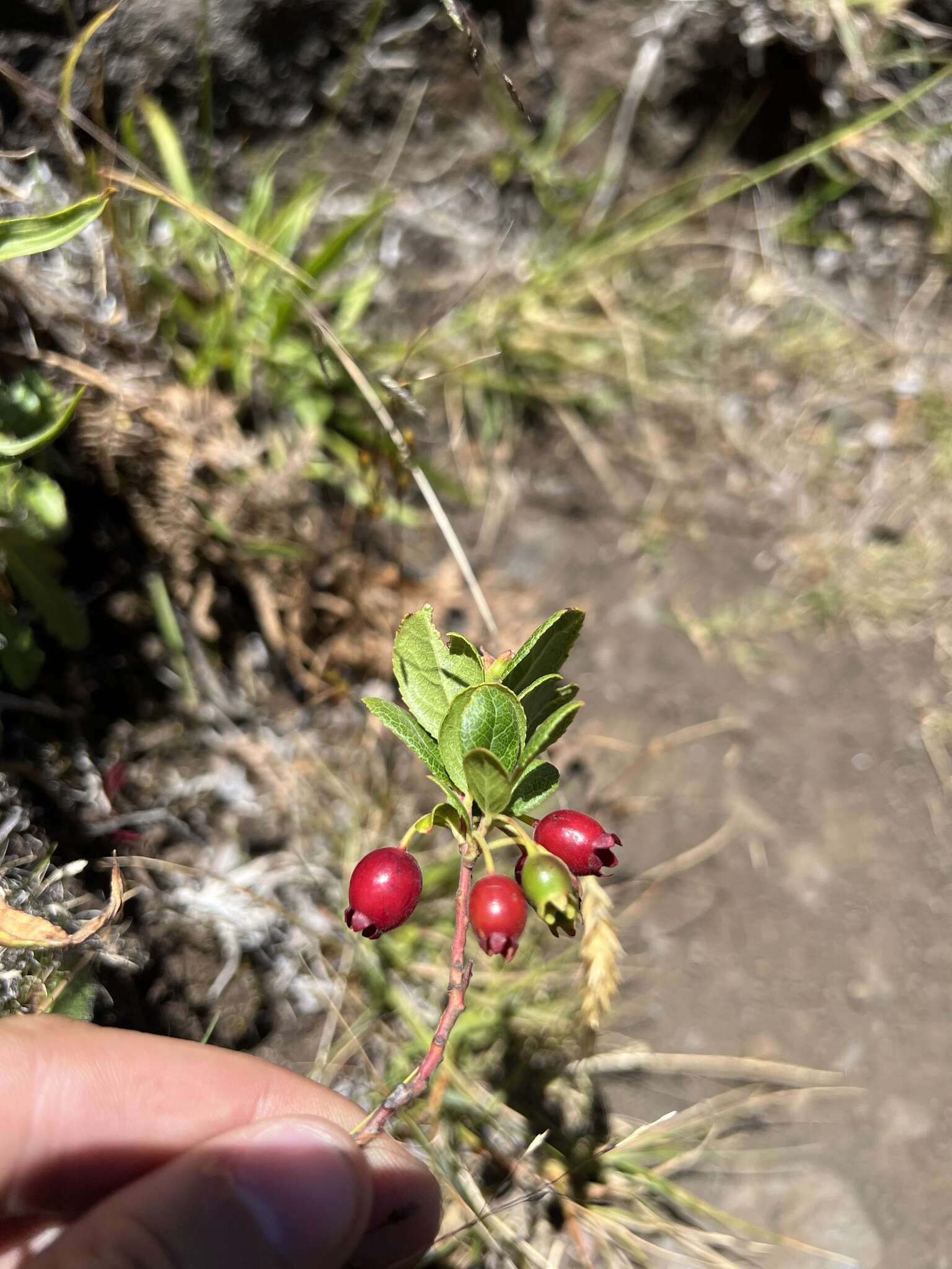 Vaccinium dentatum Sm.的圖片