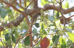 Image of Caligavis Honeyeaters