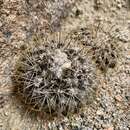 Image of Copiapoa humilis subsp. variispinata (F. Ritter) D. R. Hunt