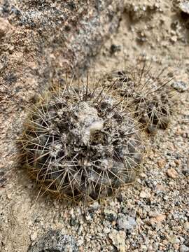 Image of Copiapoa humilis subsp. variispinata (F. Ritter) D. R. Hunt