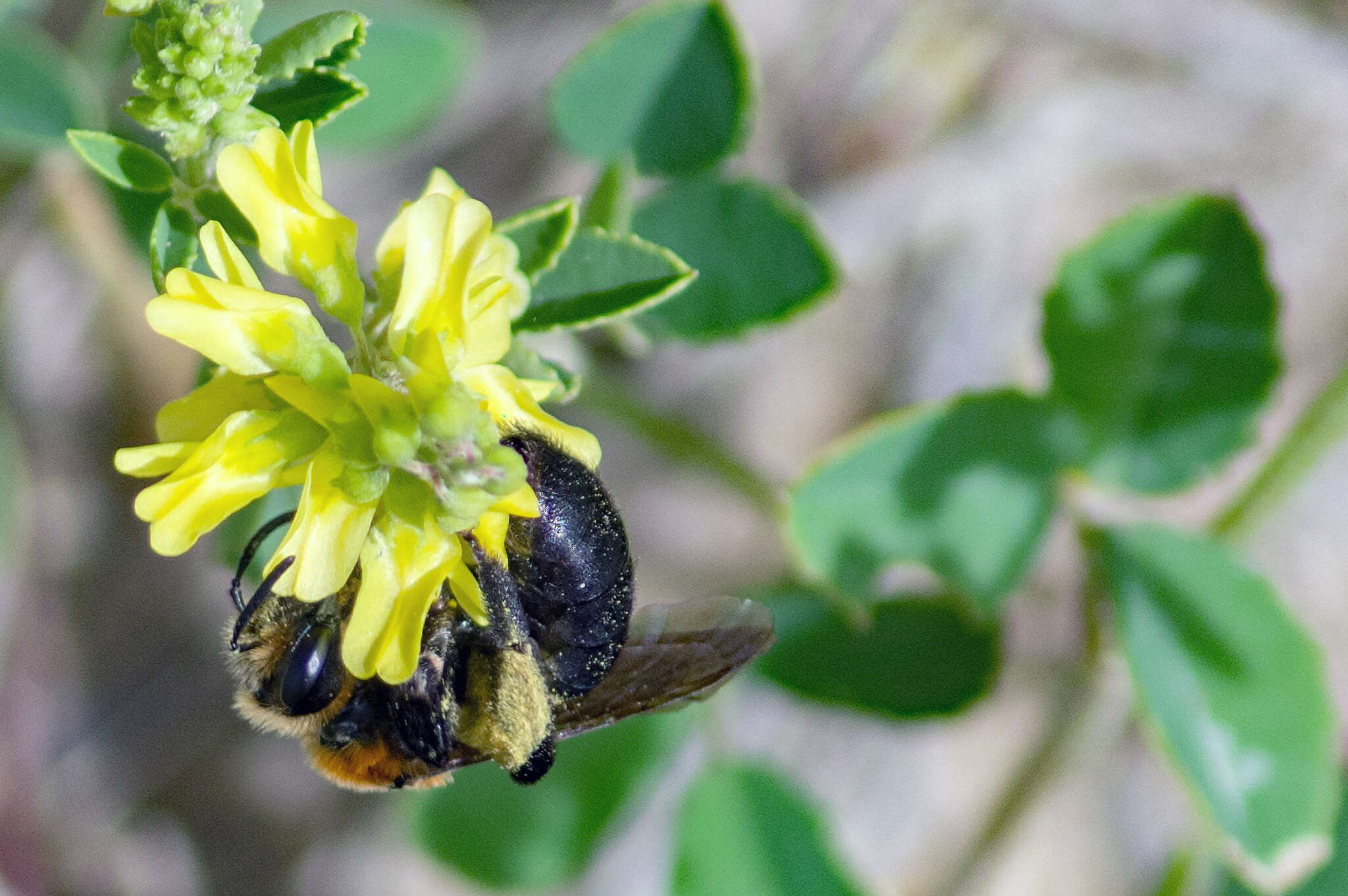 Andrena amphibola (Viereck 1904) resmi