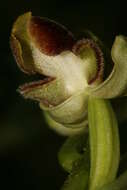 Image of Ophrys umbilicata Desf.