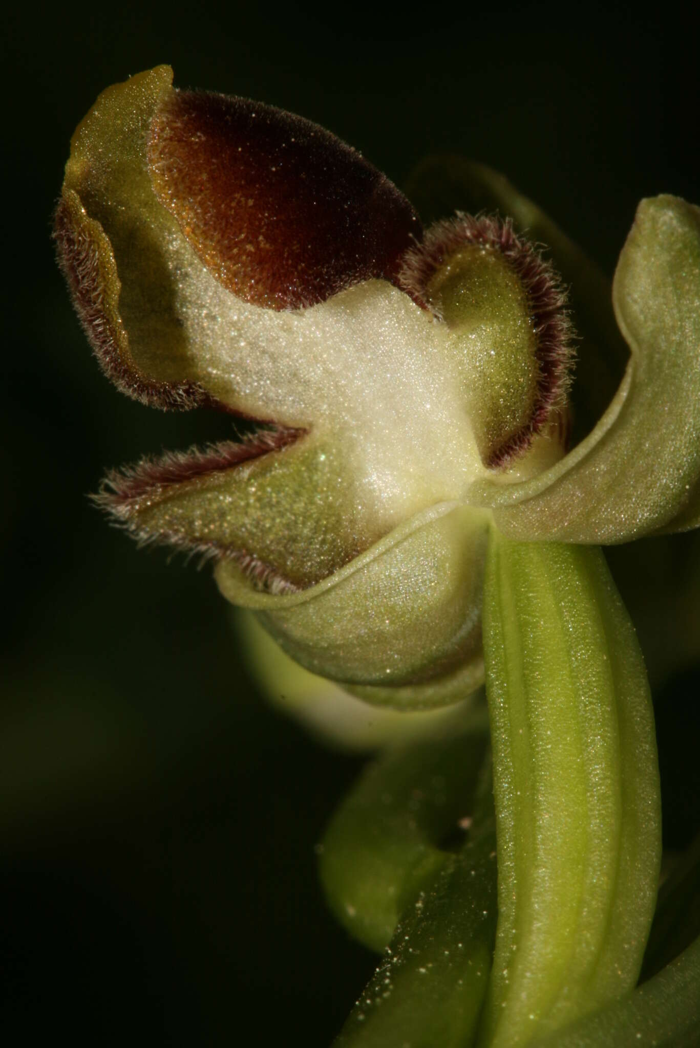 Image of Ophrys umbilicata Desf.