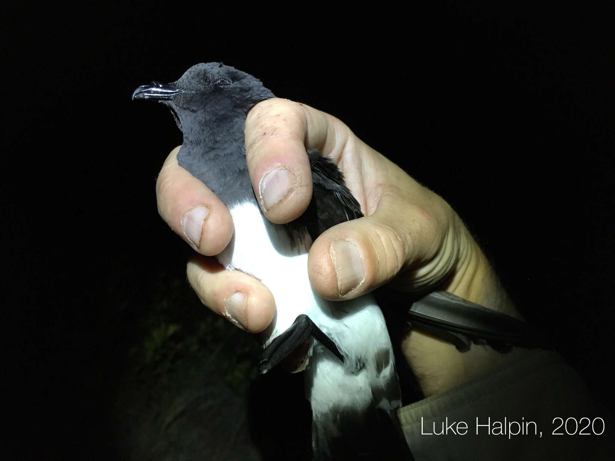 Image of White-bellied Storm Petrel