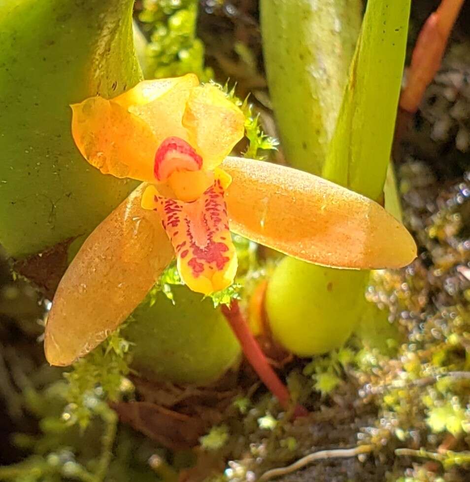 Image of rufous tiger orchid