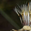 Image of Hypochaeris variegata (Lam.) Baker