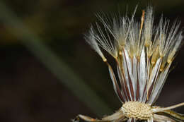 Image of Hypochaeris variegata (Lam.) Baker