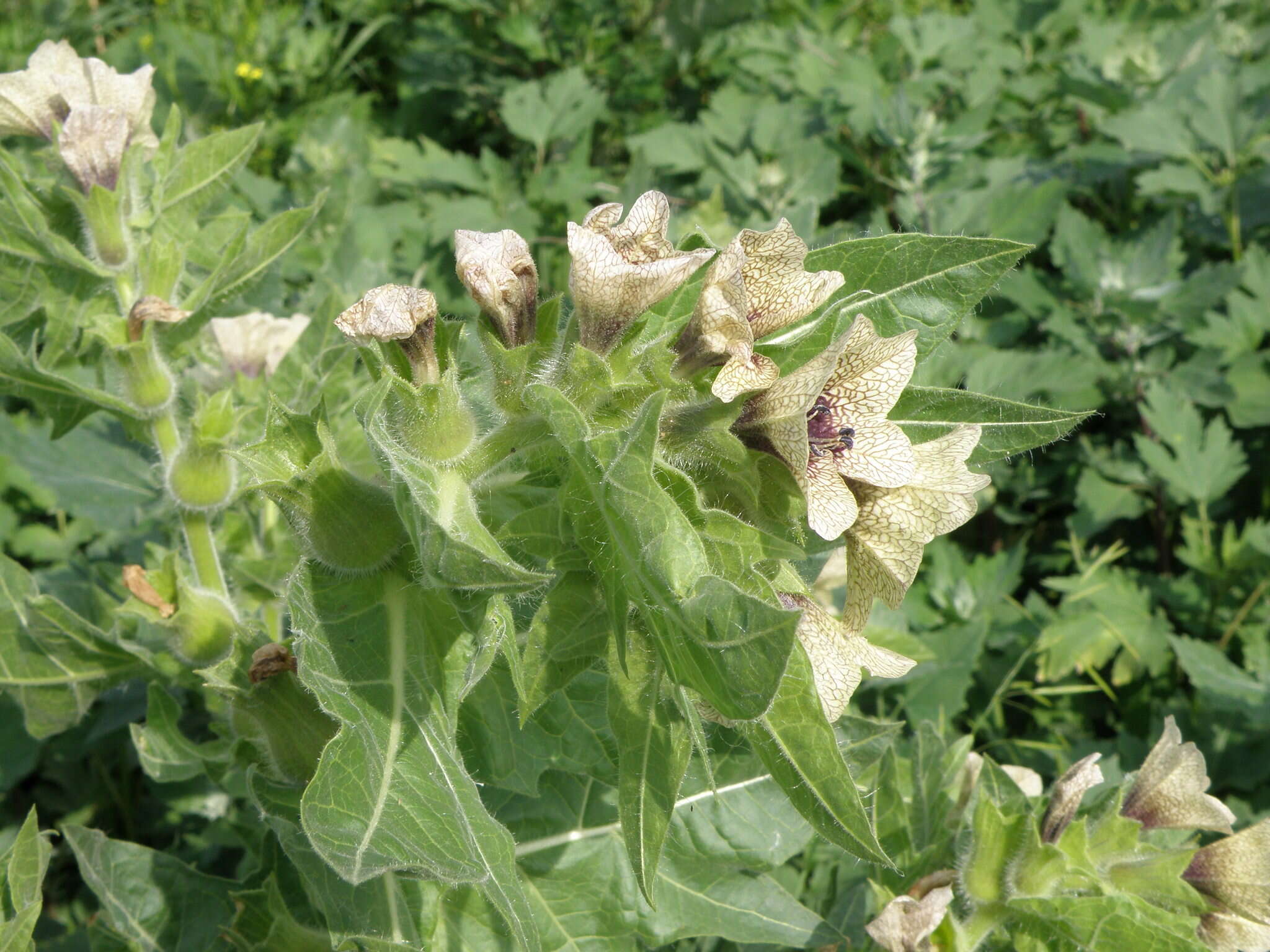 Image of black henbane