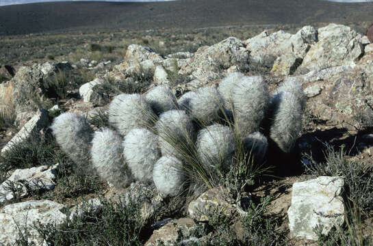 Image of Oreocereus trollii Kupper