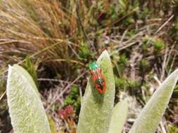 Image of Conognatha lebasii (Mannerheim 1837)