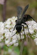 صورة Aporus unicolor Spinola 1808