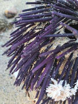 Image of Spiny Sea Urchin