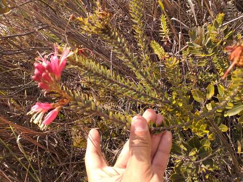 Image de Bejaria resinosa Mutis ex L. fil.