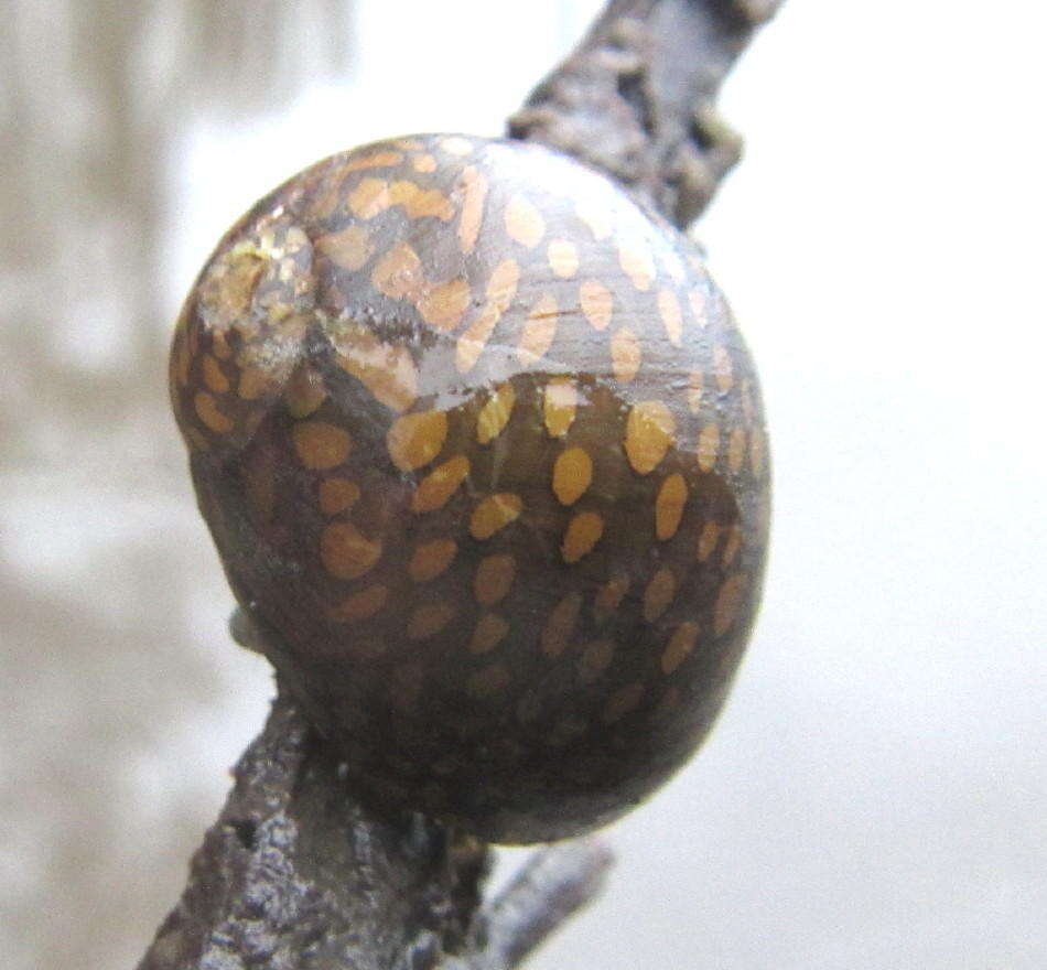 Image of Vittina natalensis