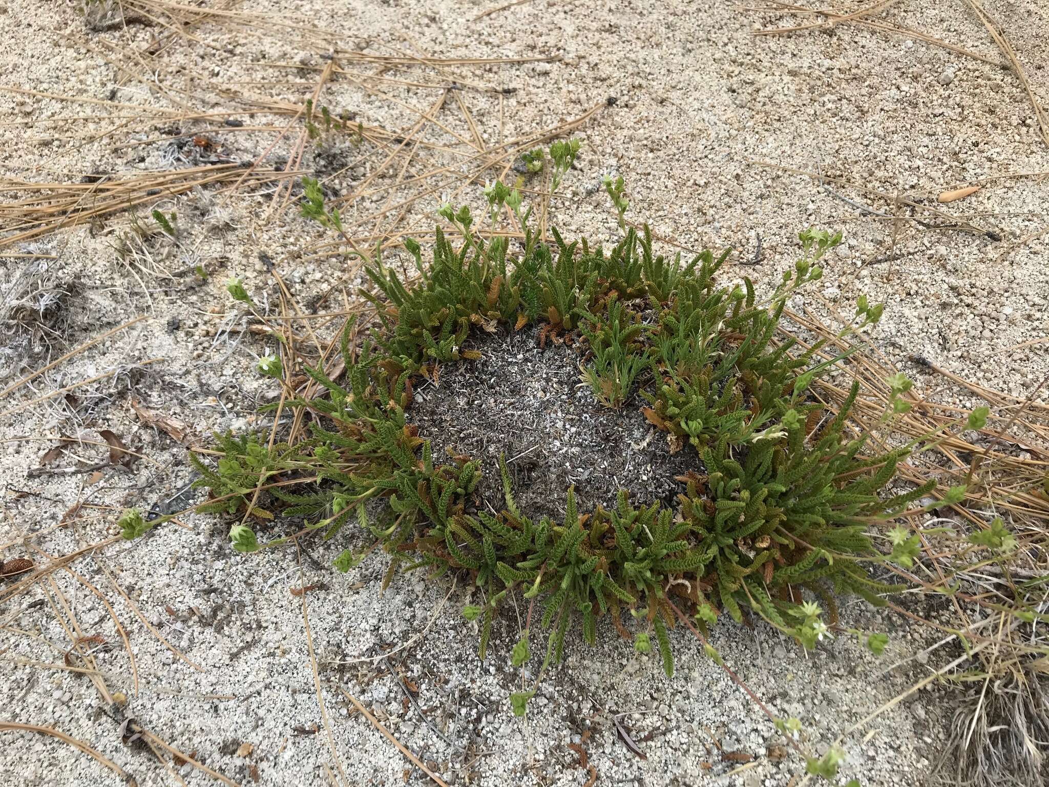 Image of Horkelia clevelandii var. brevibracteata