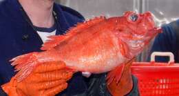 Image of Redfish